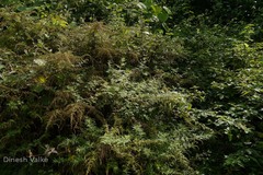 Artemisia nilagirica